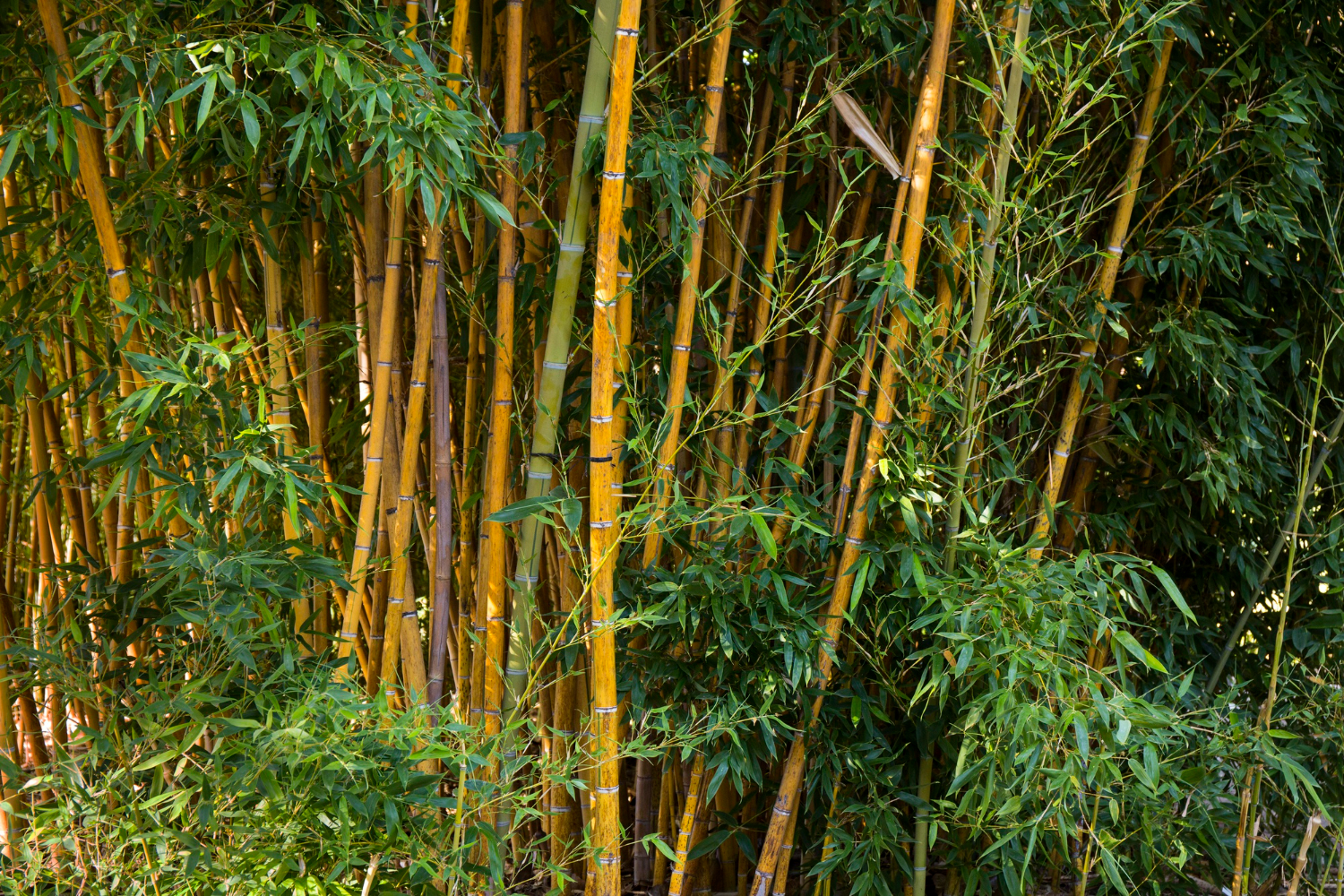 Bamboo and Areca Palms