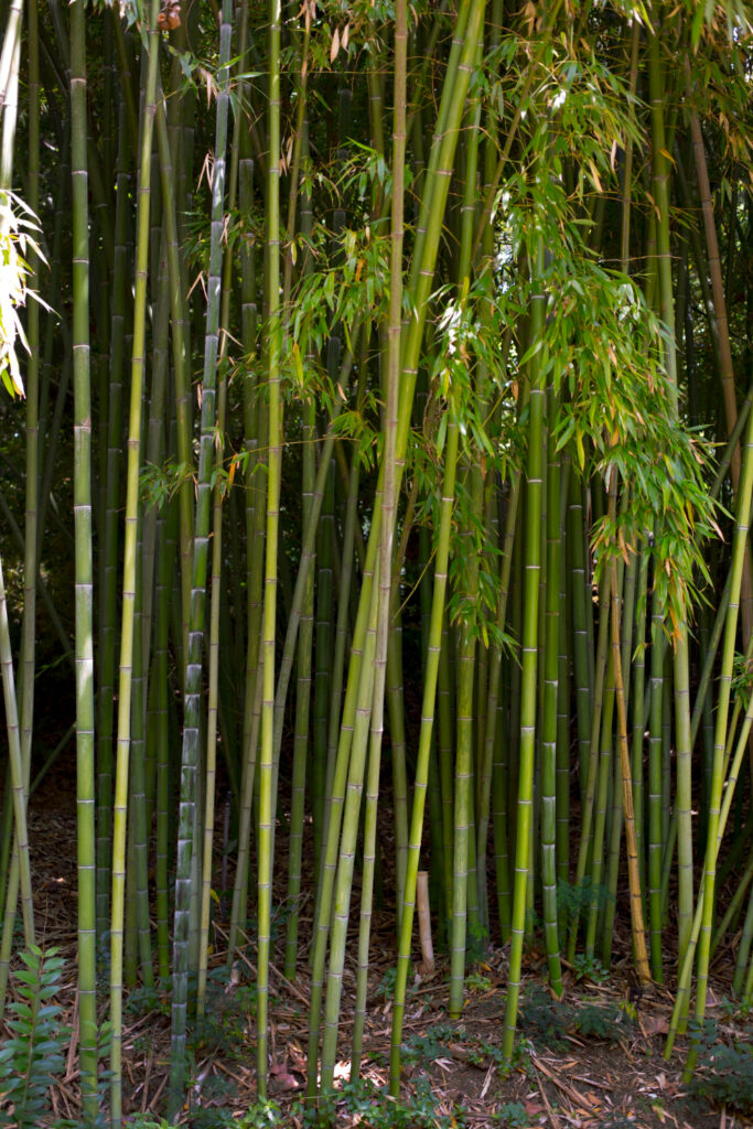 Bamboo and areca palms