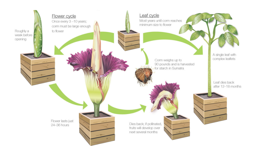 Life Cycle of The Corpse Flower