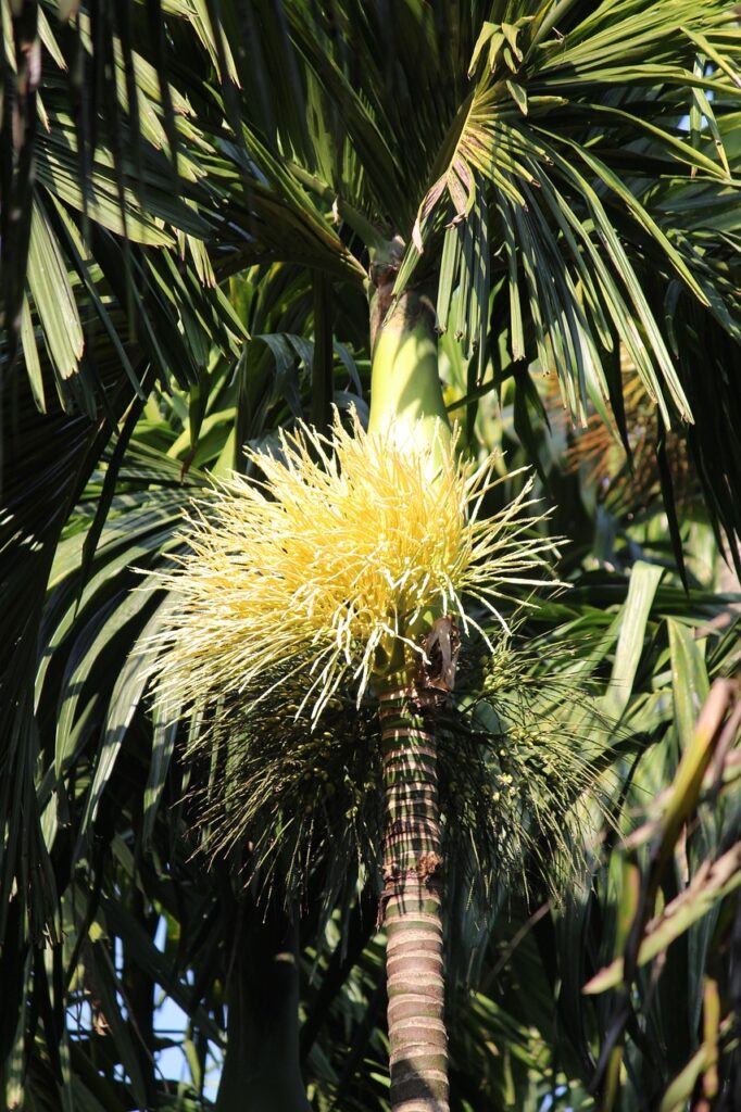 areca palm