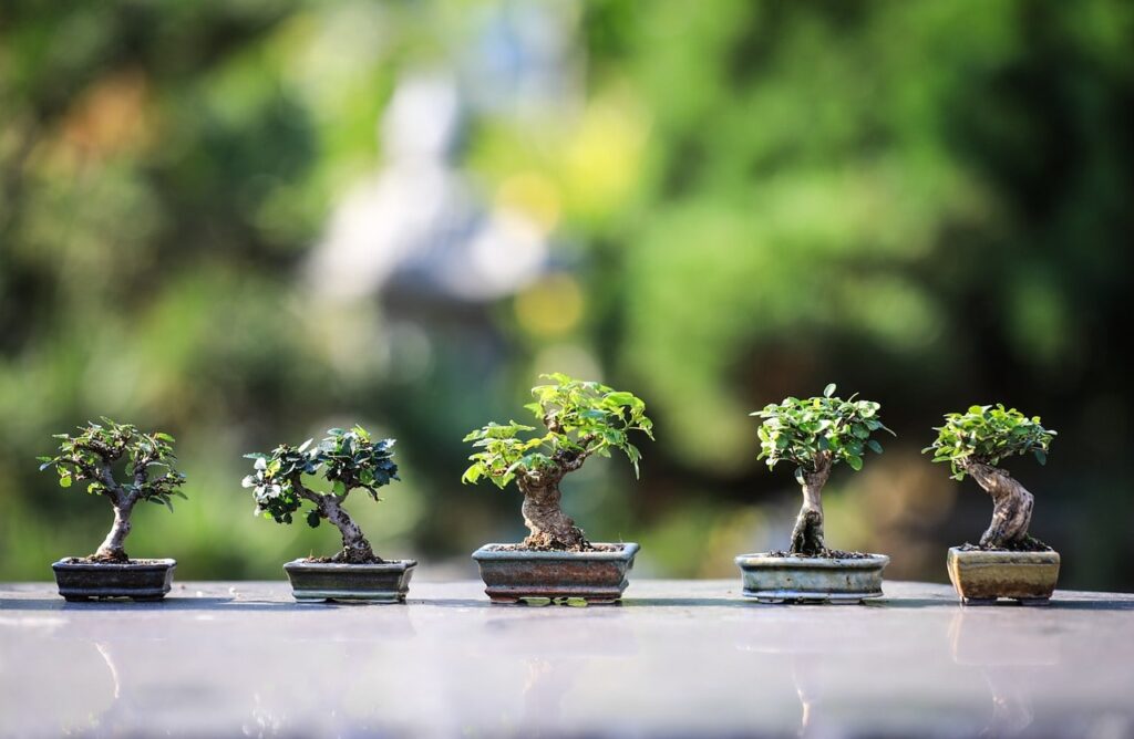 bonsai styles knowmint
