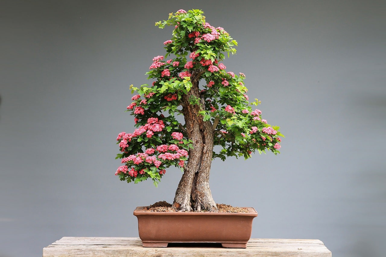 bonsai tree-knowmint