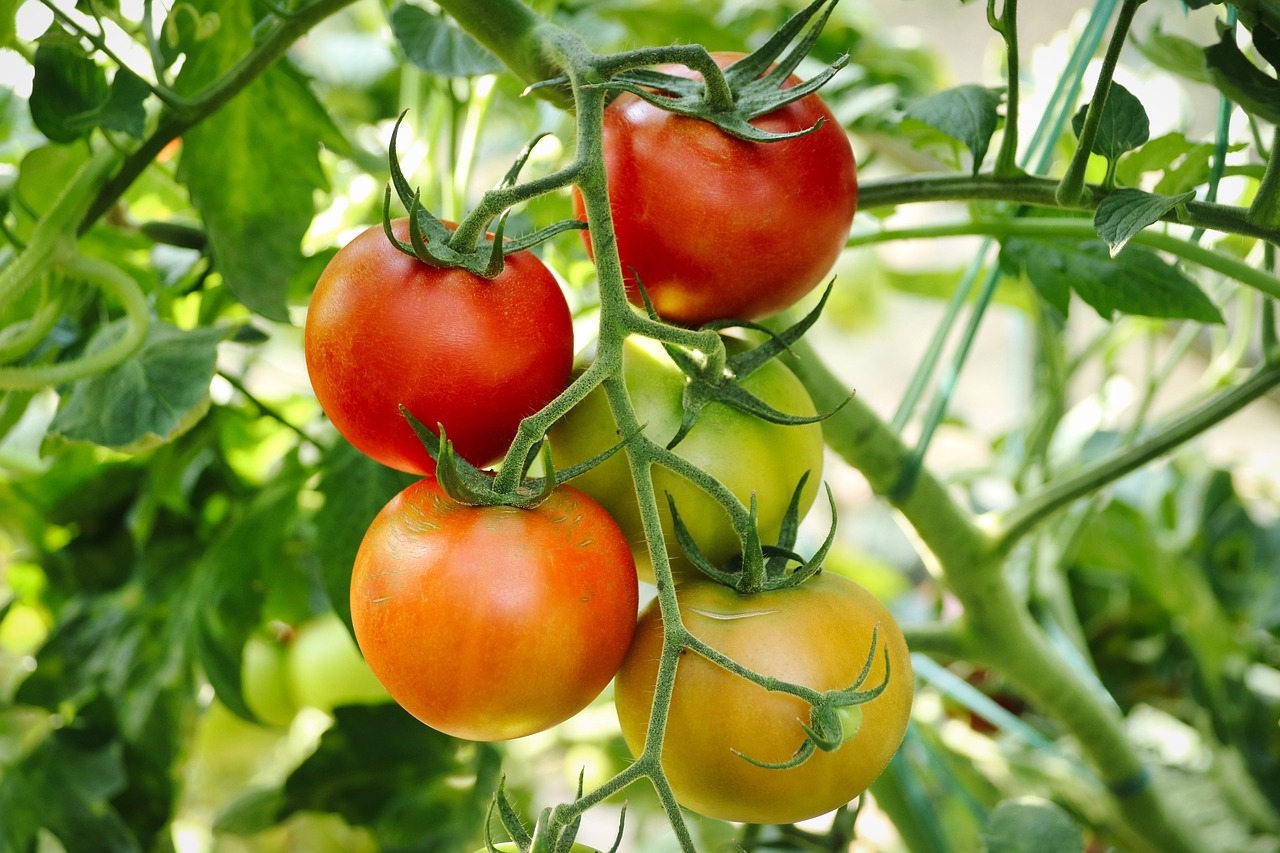 How to prune tomato plants