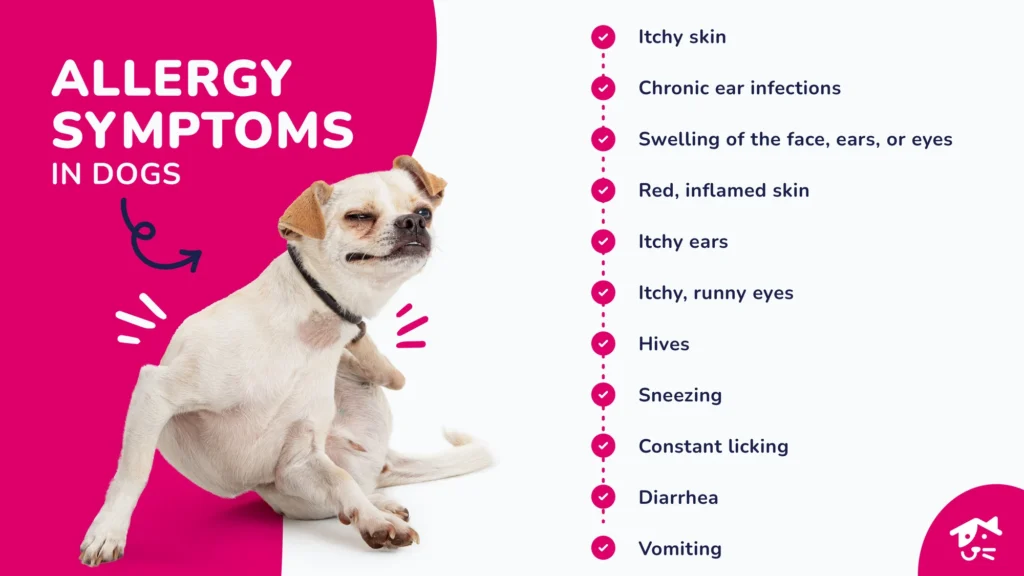 common-allergy-symptoms-in-dogs.webp